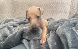 Italian Greyhound dogs for sale: ItalianGreyhound Puppies Ready4Their Forever Homes - Image 4