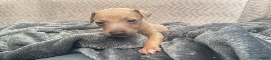 Italian Greyhound Puppy 1