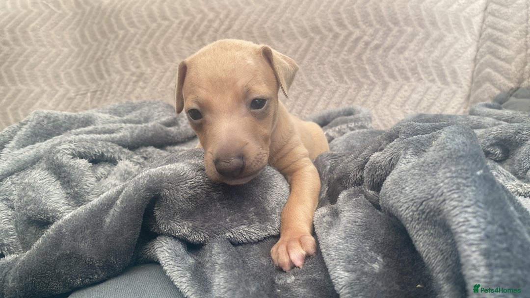 Italian Greyhound dogs for sale: ItalianGreyhound Puppies Ready4Their Forever Homes - Image 4