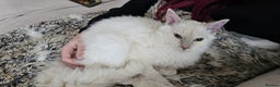 LaPerm cats for sale: Adorable teddy bear curly LaPerm GCCF reg - Advert 4