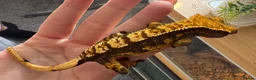 Gecko reptiles for sale: Harlequin crested gecko  - Advert 5
