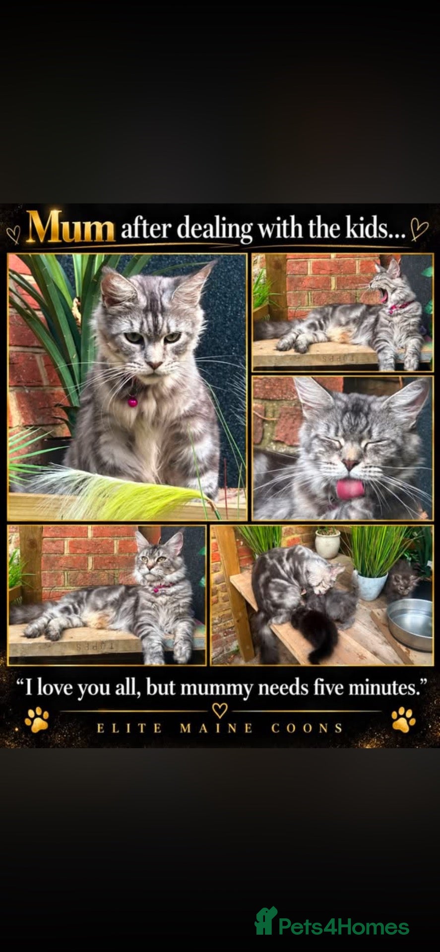 Maine Coon cats for sale: Maine Coon Kittens | Elite Maine Coons - Advert 1