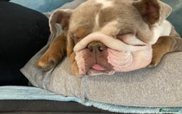 English Bulldog dogs for sale: Beautiful English bulldog - Image 4