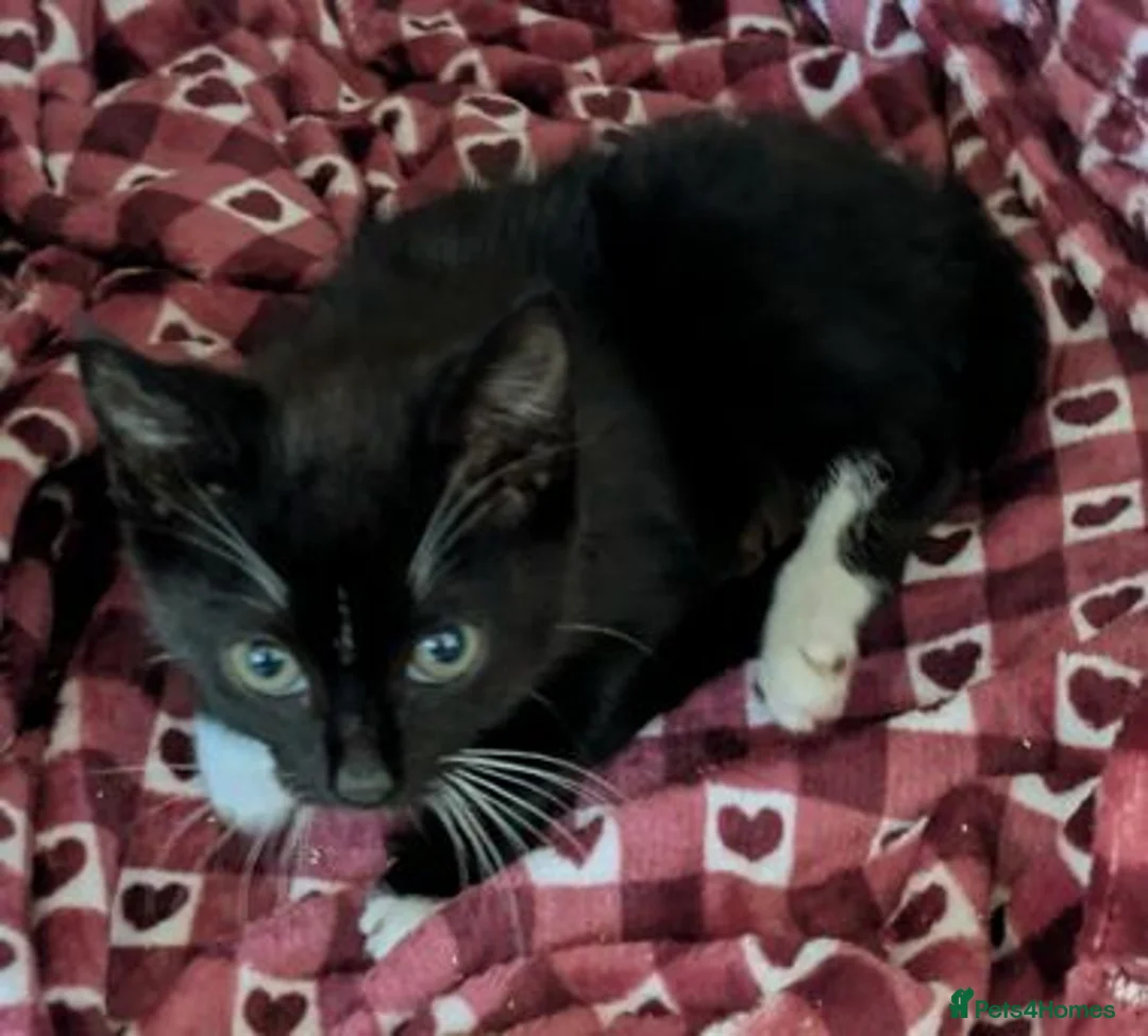 Mixed Breed cats for adoption: SAFFRON - Advert 3