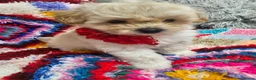 Cockapoo dogs for sale: 🐾 Hello, dear animal lovers! 🐾   - Advert 10