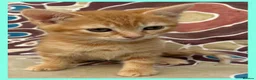 Mixed Breed cats for sale: Beautiful Kittens for sale. - Advert 6