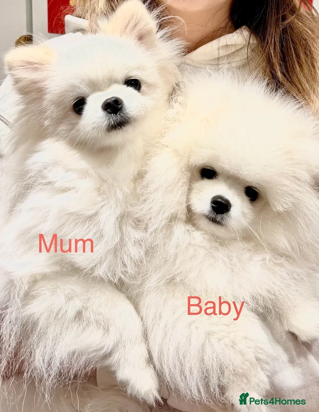 Pomeranian dogs for sale: ❤️Stunning KC fluffy pure white Pomeranian boy❤️ - Advert 2