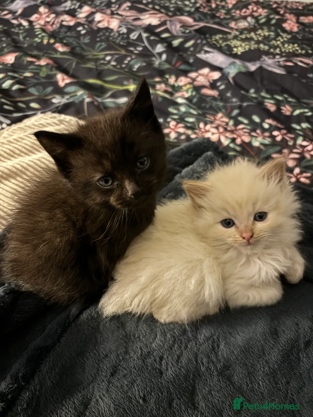 Mixed Breed cats for sale: Kittens for sale  - Advert 10