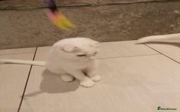 Scottish Fold cats for sale: 1 cutie cream folded girl & 1 straight cream  girl - Image 20