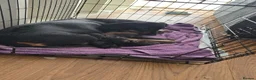 Dachshund dogs for sale: 7 beautiful dachshund puppies  in Deeside - Advert 2