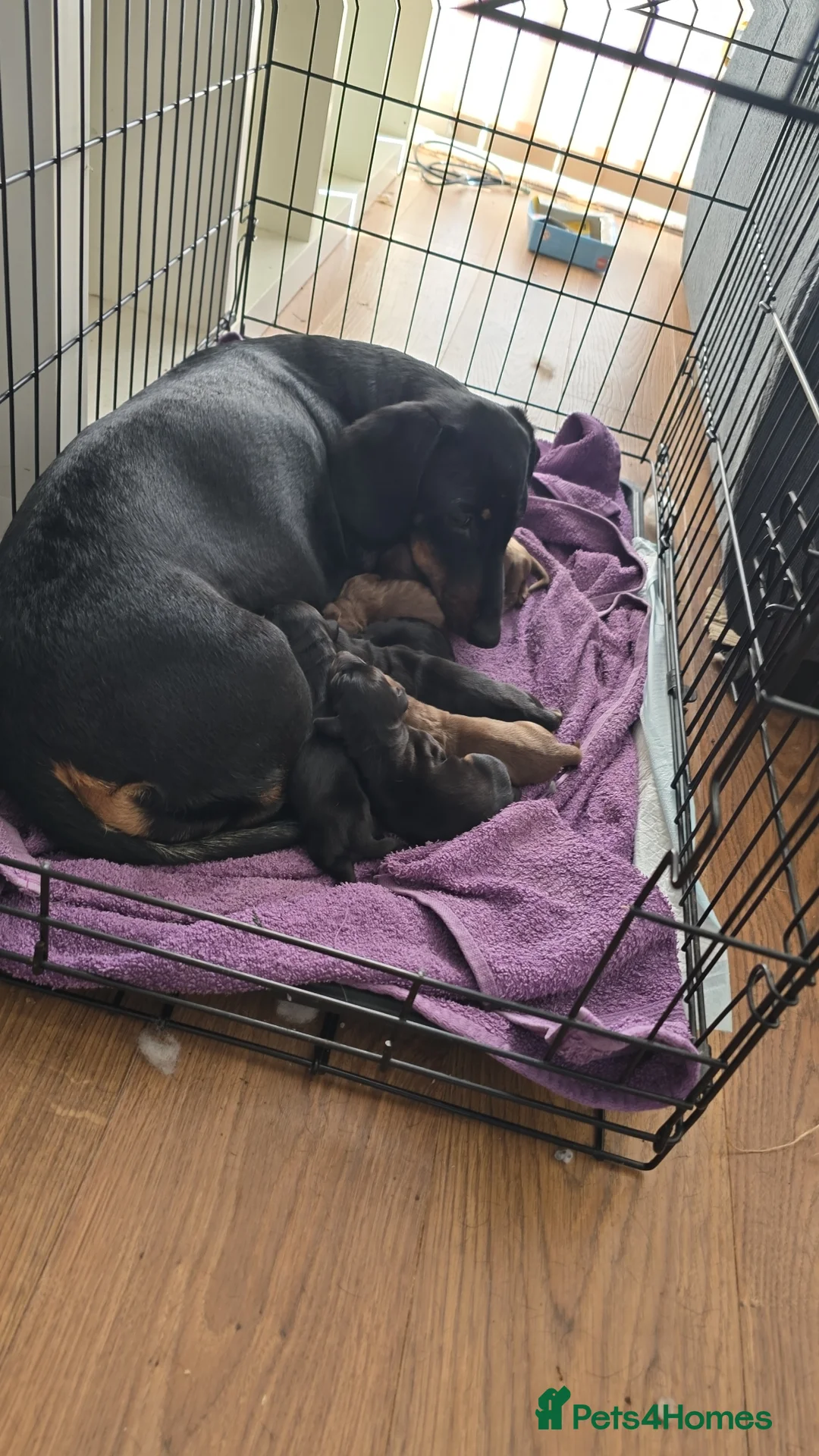 Dachshund dogs for sale: 7 beautiful dachshund puppies  in Deeside - Advert 2