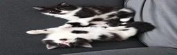 Maine Coon cats for sale: ¾ Maine coon kittens  - Advert 2