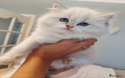Ragdoll cats for sale: 💛 Beautiful European Kittens 😸  - Advert 4