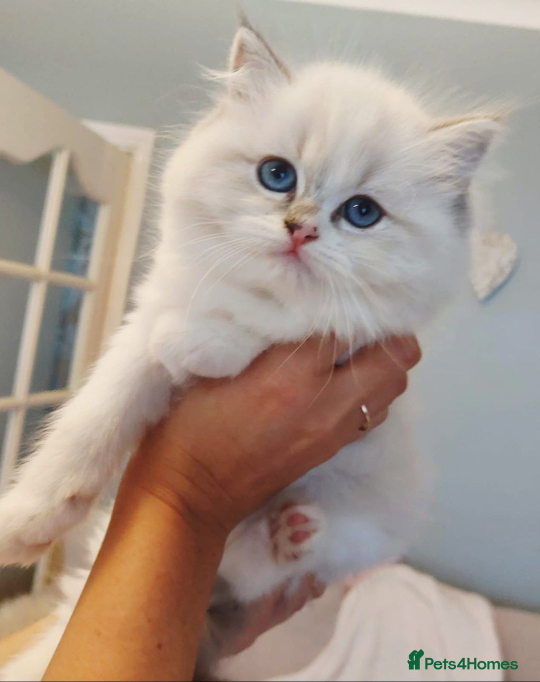 Ragdoll cats for sale: 💛 Beautiful European Kittens 😸  - Advert 4