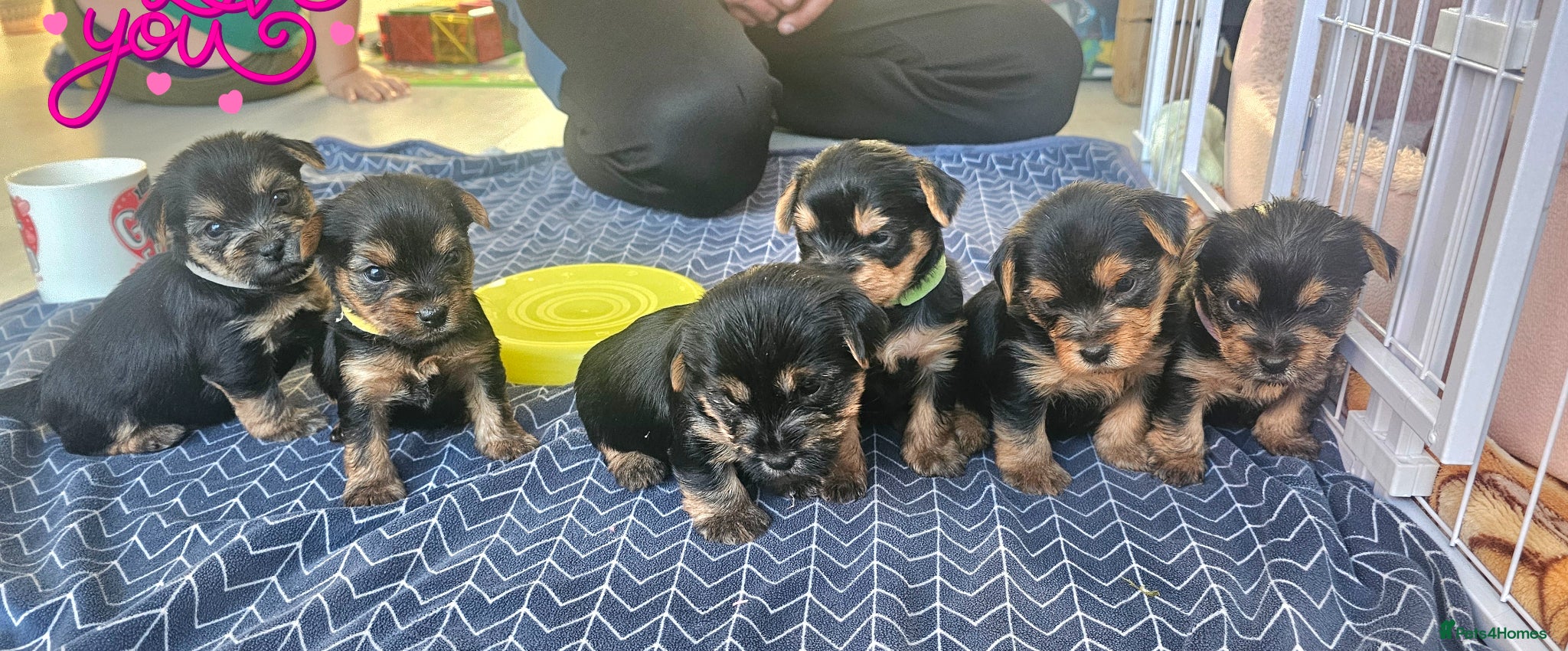 Yorkshire Terrier dogs 2 Girls and 1 boy left. Yorkshire Terrier puppies  - Advert 1