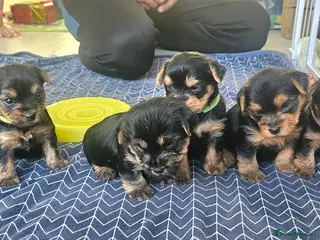 Yorkshire Terrier dogs 2 Girls and 1 boy left. Yorkshire Terrier puppies - Advert 6