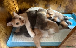 British Shorthair cats for sale: Gorgeous mixture of kittens.  - Image 10