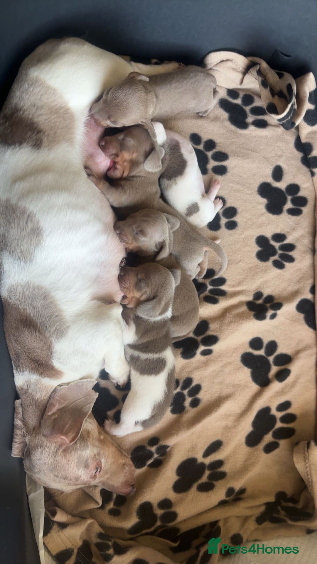 Miniature Dachshund dogs for sale: 5 beautiful Miniture dachshunds for sale - Image 11