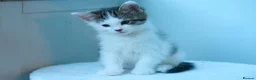 Ragdoll cats for sale: Adorable, Affectionate Part Ragdoll Kittens - Advert 5