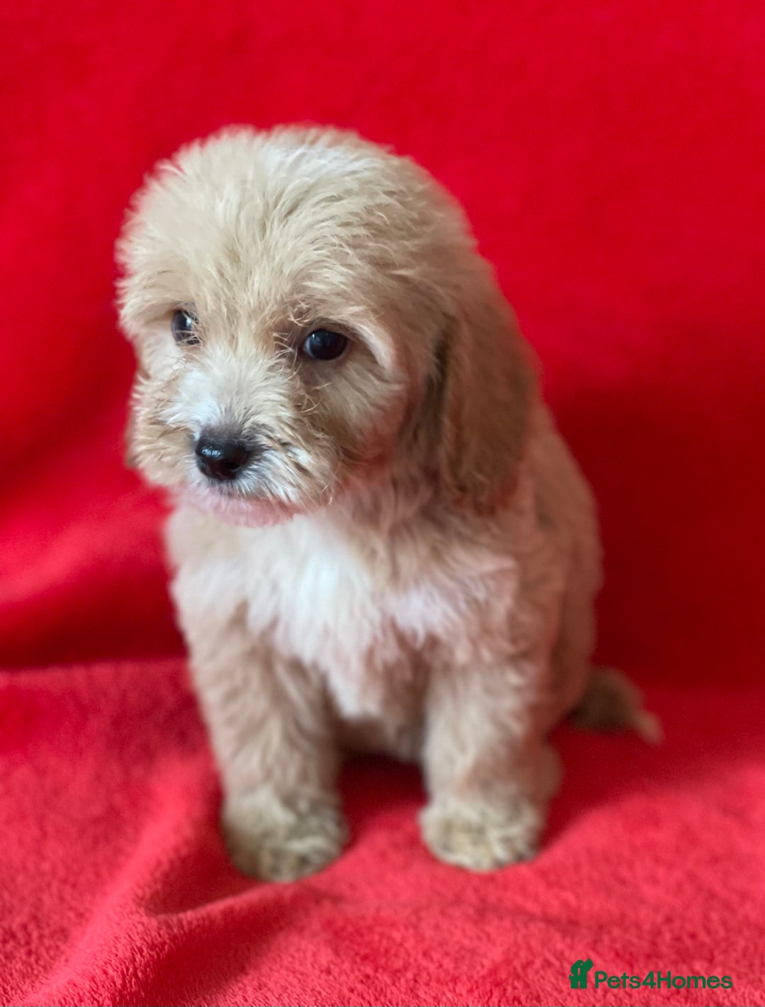 Cockapoo dogs for sale: Adorable cockapoo pups - Image 16