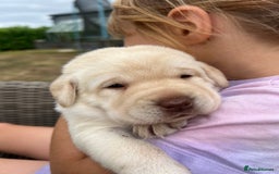 Labrador Retriever dogs for sale: Golden and Chocolate chunky labs for sale - Image 4