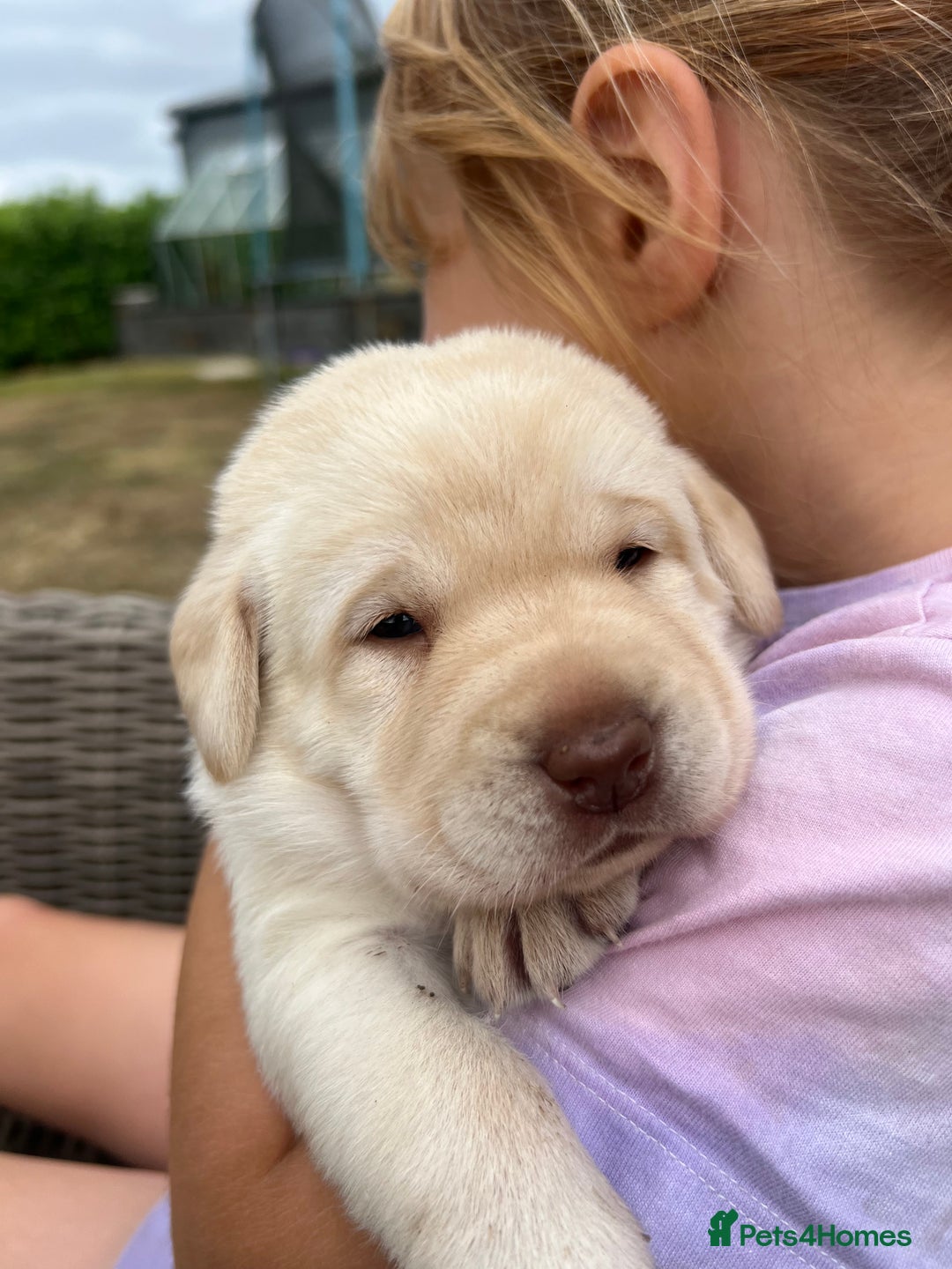 Labrador Retriever dogs for sale: Golden and Chocolate chunky labs for sale - Image 4