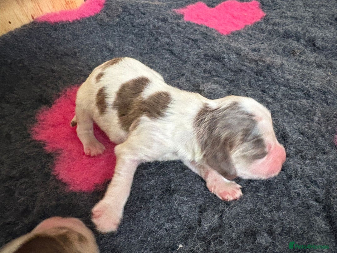 Cocker Spaniel dogs for sale: Cocker Spaniel Puppies - Image 9