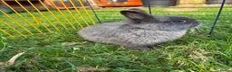 Netherland Dwarf rabbits for sale: Beautiful boys. Great with kids and adults  - Advert 2