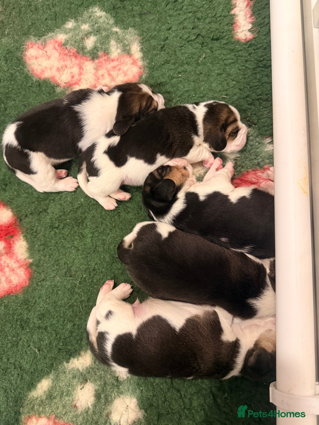 Beagle dogs for sale: KC Registered Beagle Puppies - Advert 3