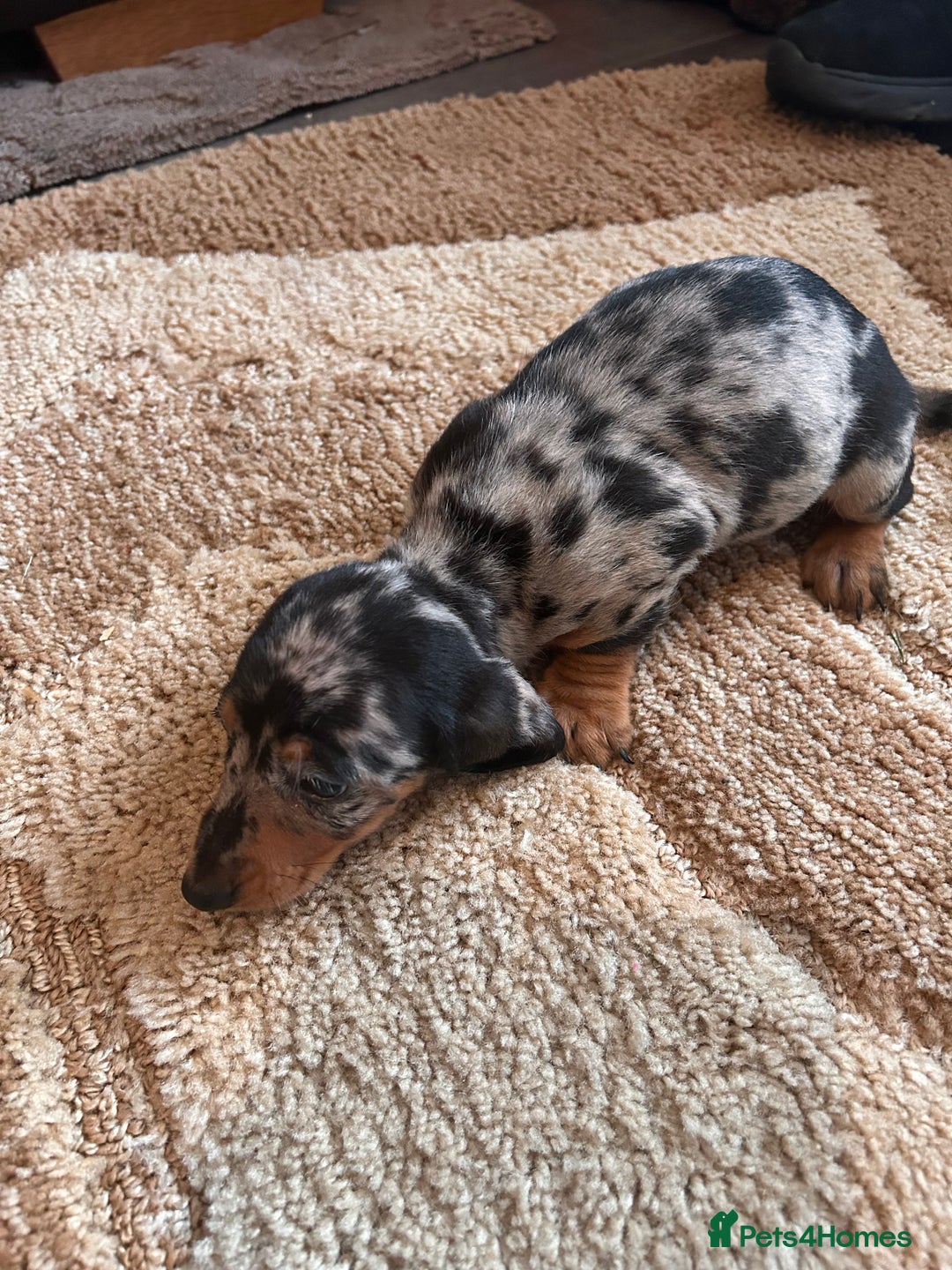 Miniature Dachshund dogs for sale: Dachshund puppies boys and girls ready now - Advert 10