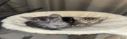 Mixed Breed cats for sale: Beautiful mixed kittens  in Grays - Advert 2