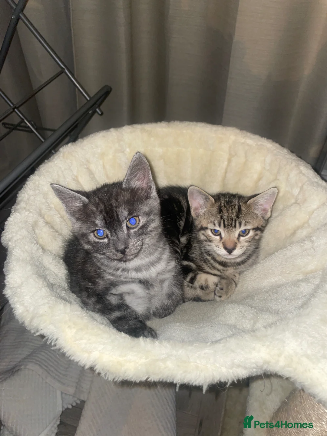 Mixed Breed cats for sale: Beautiful mixed kittens  in Grays - Advert 2