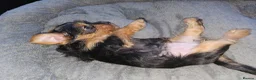 Yorkshire Terrier dogs for sale: 🐶 💖Pedigree Yorkshire Terrier Puppies💖 🐶 - Advert 29