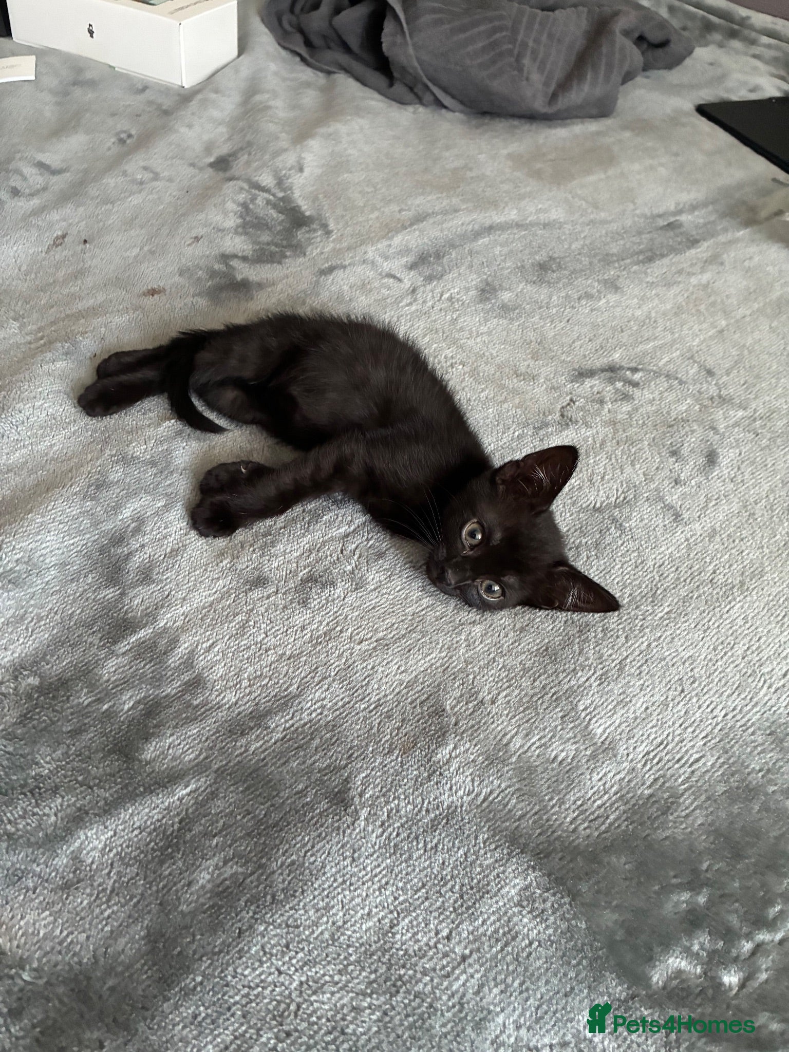 Mixed Breed cats REHOME ASAP Black Kitten - Advert 1