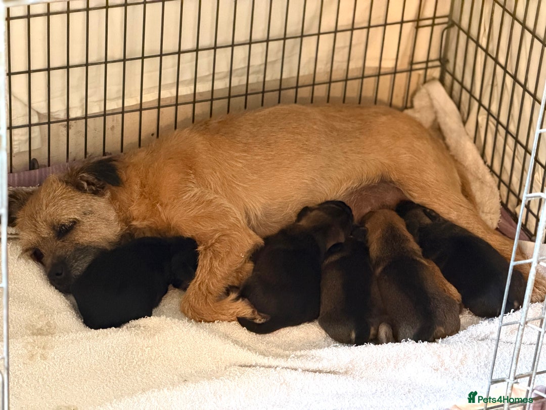 Border Terrier dogs for sale: Beautiful Border Terrier Puppies😍 - Advert 3