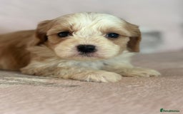 Cavapoo dogs for sale: Stunning Cavapoo puppies from family home  - Advert 14