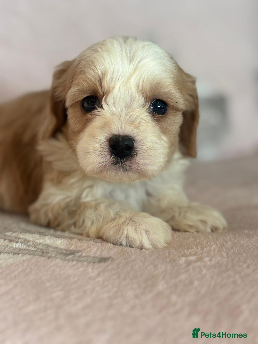 Cavapoo dogs for sale: Stunning Cavapoo puppies from family home  - Advert 14