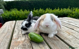 Mini Lop rabbits for sale: 2 mini lops for sale, 1 male 1 female - Image 3