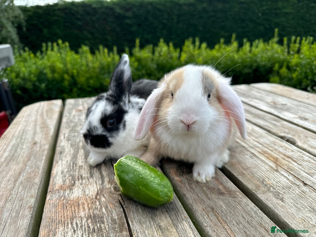 Mini Lop rabbits for sale: 2 mini lops for sale, 1 male 1 female - Image 3