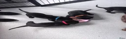 Mixed Breed dogs for sale: Doberdor puppies!!! - Advert 5