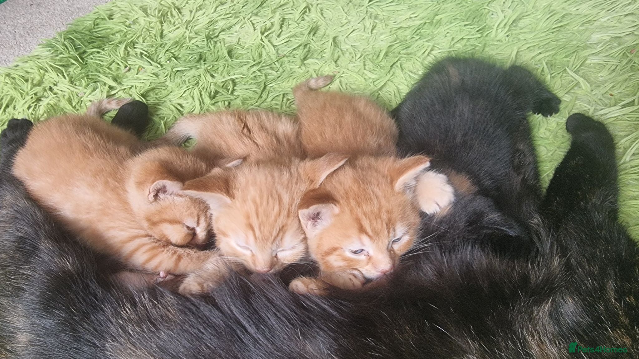 Mixed Breed cats We looking for home - Advert 1
