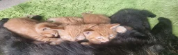 Mixed Breed cats for sale: We looking for home - Advert 1