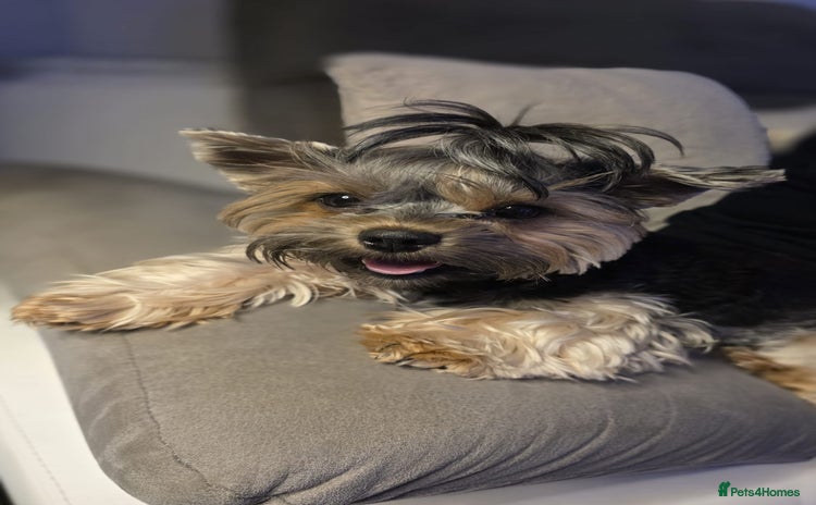 Yorkshire Terrier dogs - Advert 2