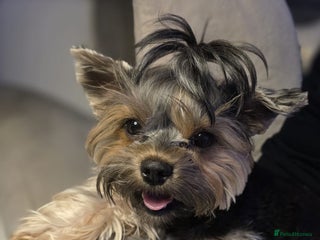 Yorkshire Terrier dogs - Advert 13