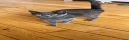 Russian Blue cats for sale: Beautiful Mother & Daughter russian blues - Advert 4