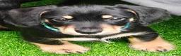 Mixed Breed dogs for sale: Daschund X Schnauzer puppies  - Advert 9