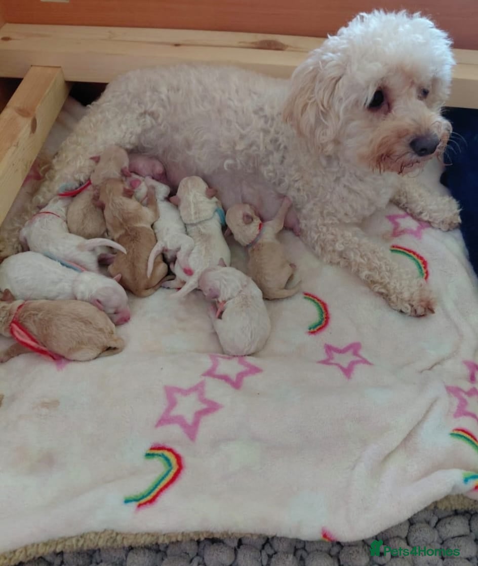 Maltipoo dogs Beautiful 7-Month-Old Maltipoo Girl  - Advert 1