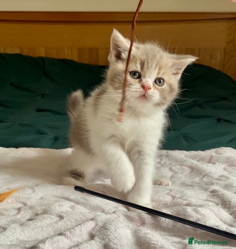 Scottish Fold cats 🧸1 OUTSTANDING TICA FAWN BICOLOUR GIRL LEFT 🧸 - Advert 1