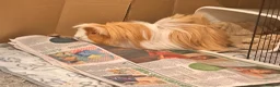 Guinea Pig rodents for sale: Long haired male Guinea pig  in Bradford - Advert 3