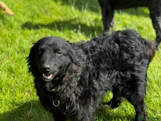 Mixed Breed dogs in Salisbury - Advert 27